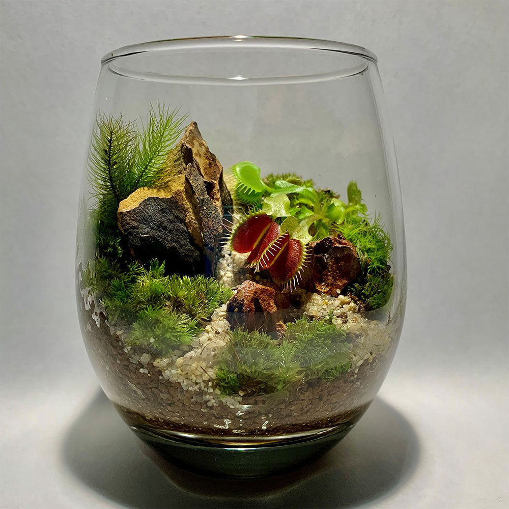 Carnivorous Plant and Moss Terrarium Workshop