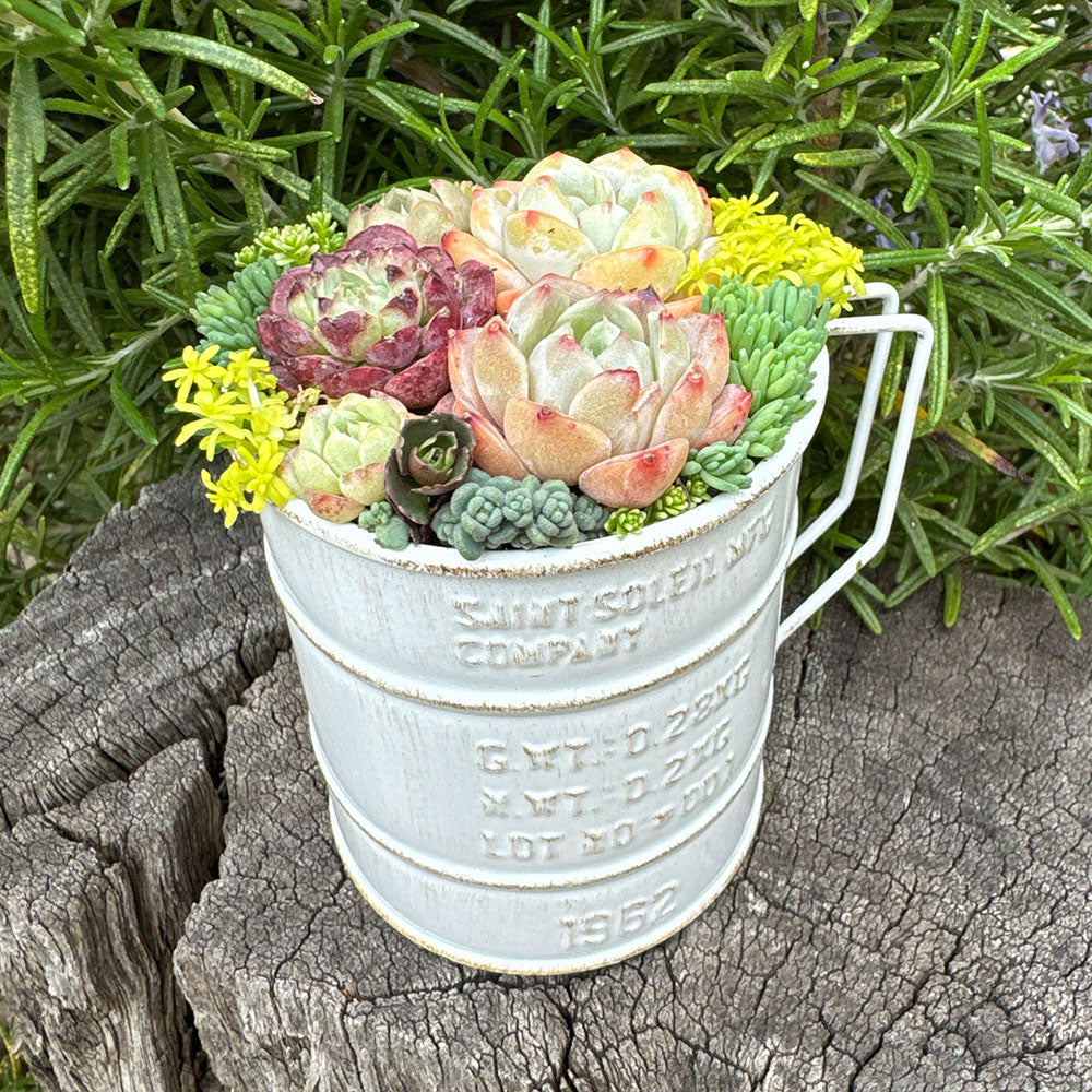 Succulent Arrangement Workshop